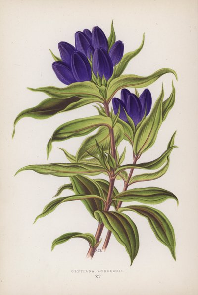 Gentiana Andrewsii (renkli lito) by English School