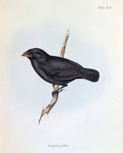 Geospiza Fortis, The Zoology of the Voyage of H.M.S. Beagle, 1832-36, Charles Darwin (1809-92), 1840 by English School