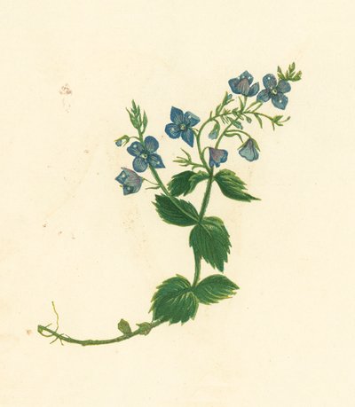 Germander Speedwell, Veronica Chamaedrys (renkli lito) by English School