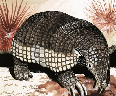 Dev Armadillo by English School