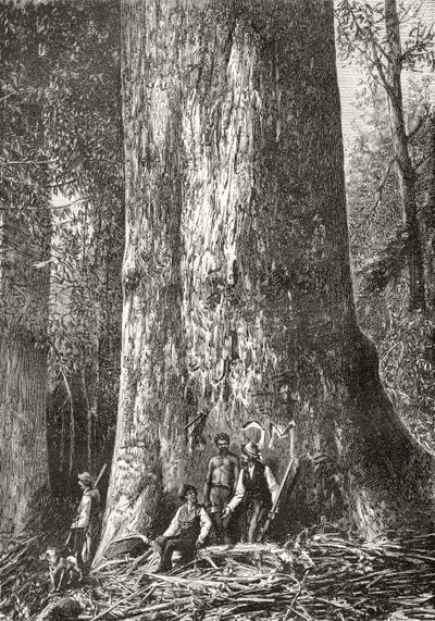 Giant Gum Tree, c.1880, from 