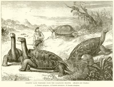 Galapagos Adaları