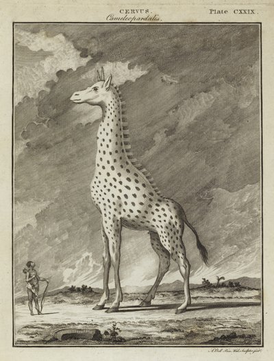Zürafa (Cervus camelopardalis) by English School