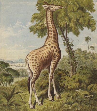 Zürafa (renkli lito) by English School