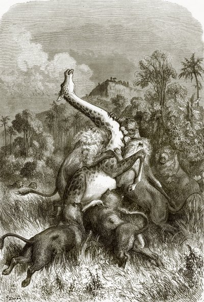 Giraffe and lions by English School