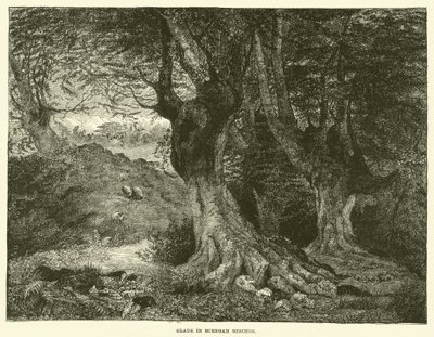 Burnham Beeches