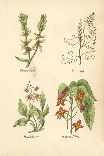 Glasswort, Fumitory, Buckbean, Baren Wort (renkli lito) by English School