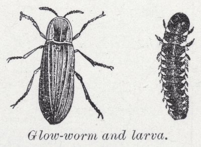 Kızdırma solucanı ve larva (lito) by English School