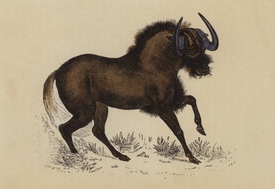 Gnu (renkli lito) by English School