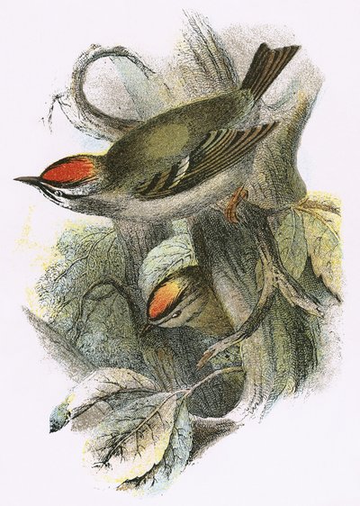 Goldcrest (altta) ve Firecrest (üstte) by English School