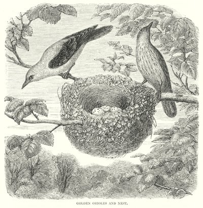 Altın Orioles (gravür) by English School