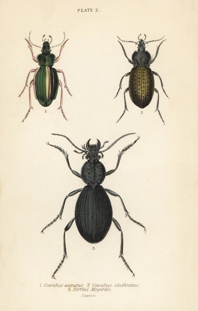 Altın yer böceği, Carabus auratus 1, yer böceği, Carabus clathratus 2 ve büyük siyah yer böceği, Tefflus megerlei by English School