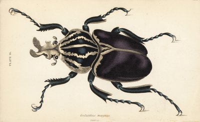 Goliath böceği, Goliathus goliatus (Goliathus magnus) by English School