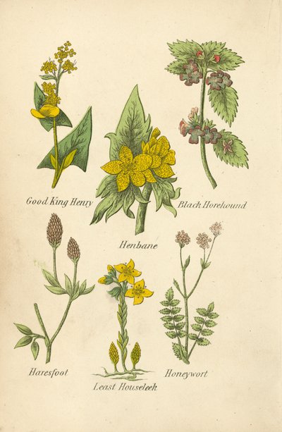 Good King Henry, Banotu, Kara Horehound, Haresfoot, Least Houseleek, Honeywort (renkli lito) by English School