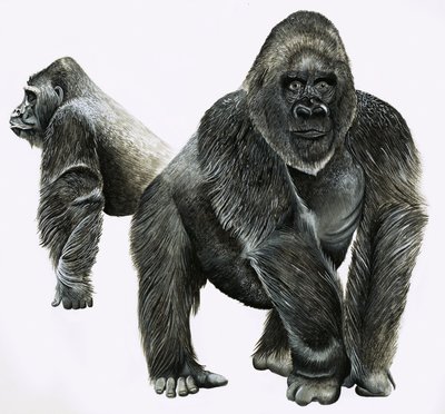 Goriller by English School