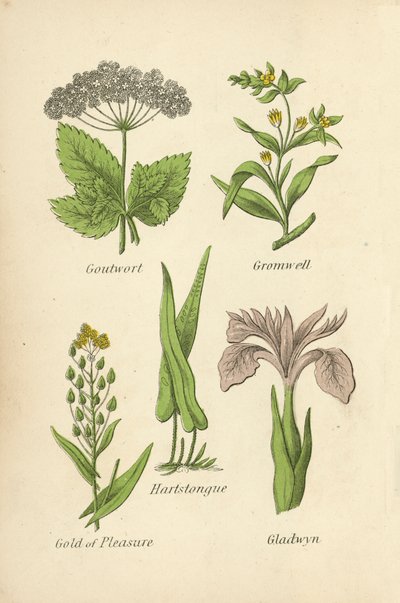 Goutwort, Gromwell, Hartstongue, Zevk Altını, Gladwyn by English School