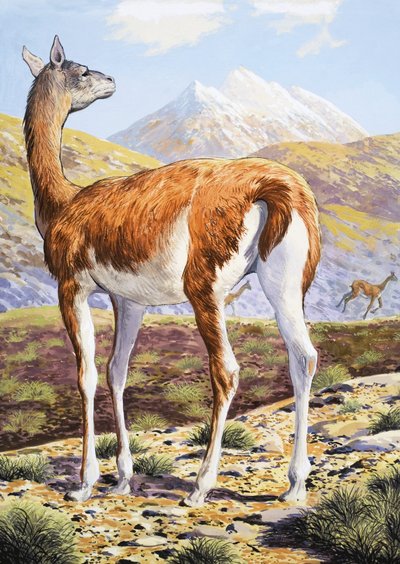 zarif Guanacos by English School