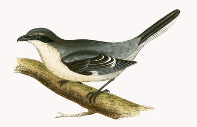 Büyük Gri Örümcek Kuşu, Charles Robert Bree (1811-86) tarafından 