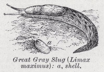 Büyük gri sümüklü böcek, Limax maximus (litho) by English School
