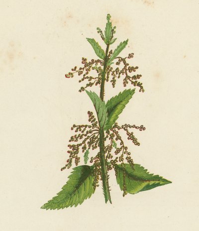Yeşil Isırgan, Urtica Dioica (renkli lito) by English School