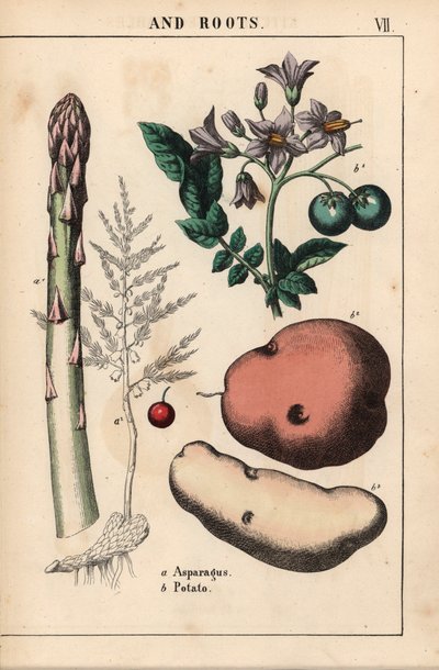 Yeşil kuşkonmaz ve patates   , "Öğretici Resimli Kitap veya Sebze Dünyasından Dersler"den [Charlotte Mary Yonge], Edinburgh by English School