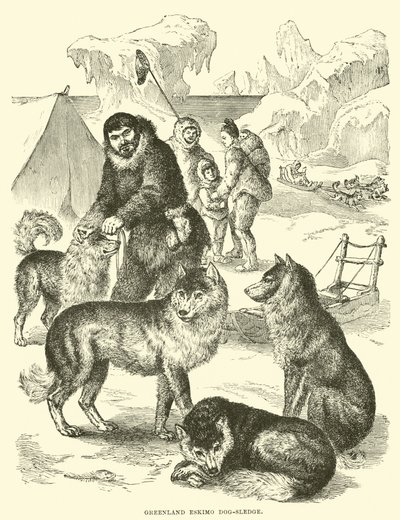 Grönland Eskimo köpek kızağı by English School