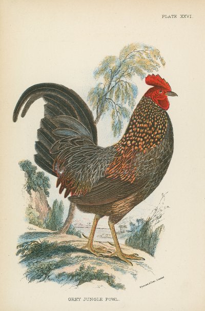 Gri Orman Tavuğu by English School