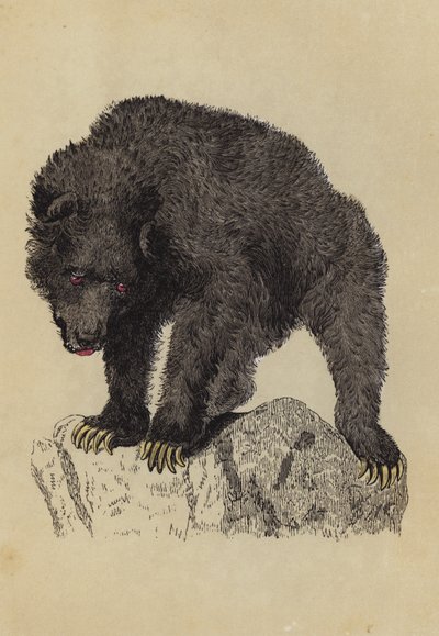 Grisly Bear (renkli lito) by English School