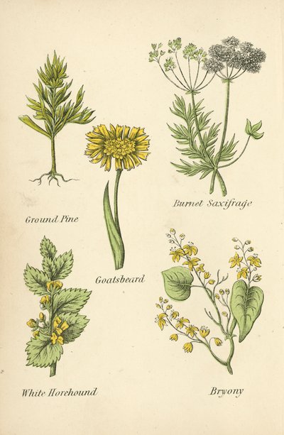 Yer Çamı, Burnet Saxifrage, Keçisakal, Beyaz Horehound, Bryony by English School