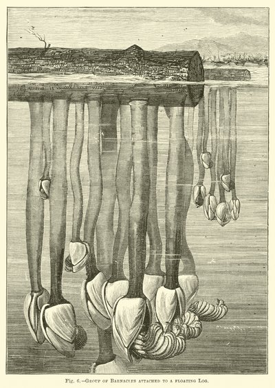 Kayan bir Kütüğe bağlı Barnacles Grubu by English School