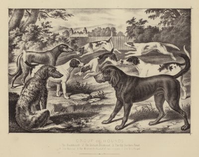 Av Köpekleri Grubu (renkli taş) by English School