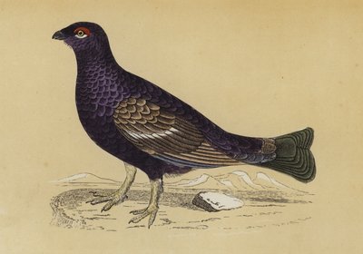 Orman Tavuğu (renkli lito) by English School