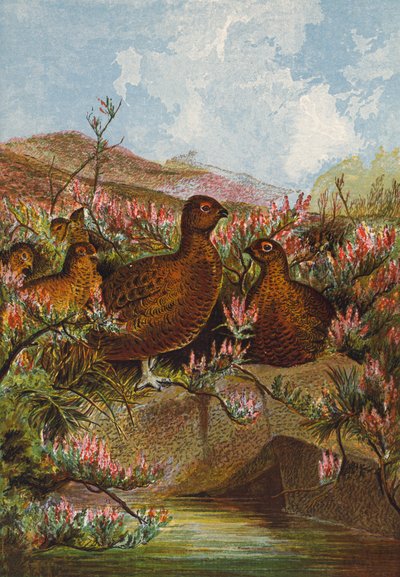 Orman Tavuğu (renkli lito) by English School
