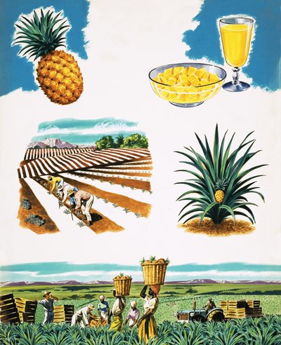 Büyüyen Ananas by English School