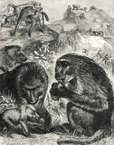 Chacmas Grubu (gravür) by English School