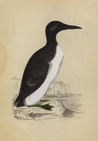 Guillemot (renkli lito) by English School