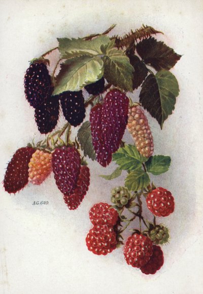 Hardy Berry-Bearing Fruits (renkli lito) by English School