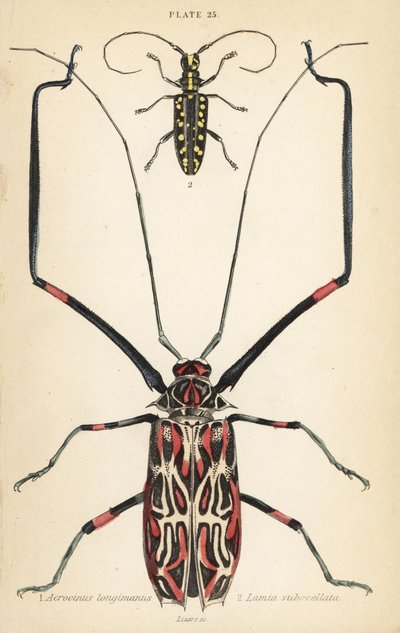 Harlequin böceği, Acrocinus longimanus 1 ve düz yüzlü uzun boynuz böceği, Taeniotes subocellatus 2 by English School