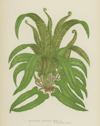 Harts-Tongue Spleenwort (renkli lito) by English School
