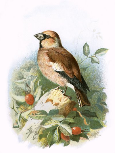 alıç by English School