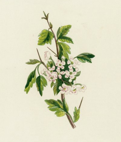 Alıç, Crataegus Oxyacantha by English School