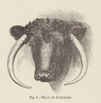 Longhorn
