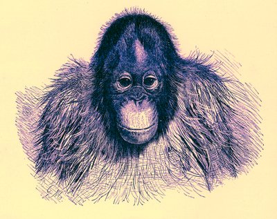 Orangutan başı, Kraliyet Doğa Tarihi