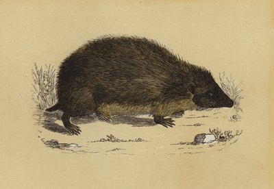 Hedge-Hog (renkli taş) by English School