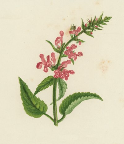 Çit Yaraotu, Stachys Sylvatica (renkli lito) by English School