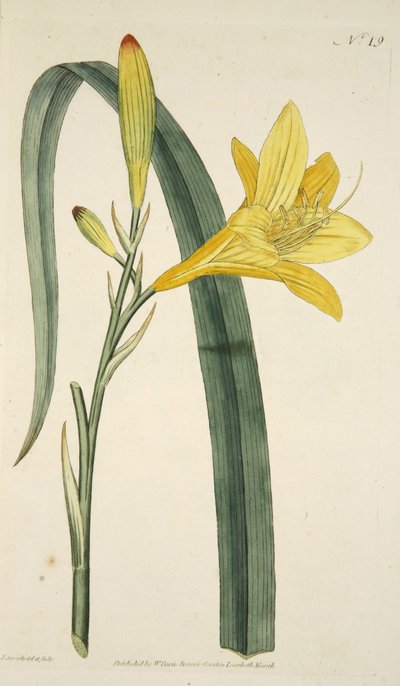 The Botanical Magazine veya Flower Garden Displayed, pub