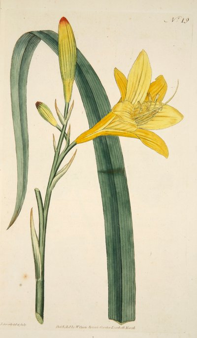 Hemerocallis Flava Sarı Gün Zambak, pub. 1796 el renkli gravür. by English School