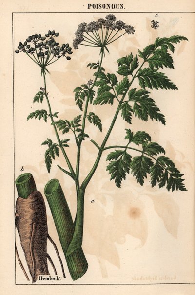 Baldıran veya Conium maculatum   , "Öğretici Resimli Kitap veya Sebze Dünyasından Dersler"den [Charlotte Mary Yonge], Edinburgh by English School