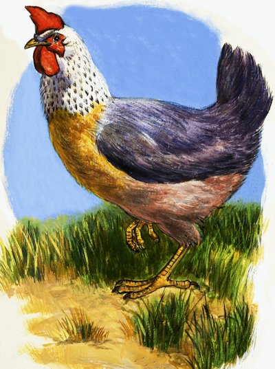 tavuk by English School