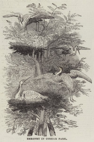 Cobham Park